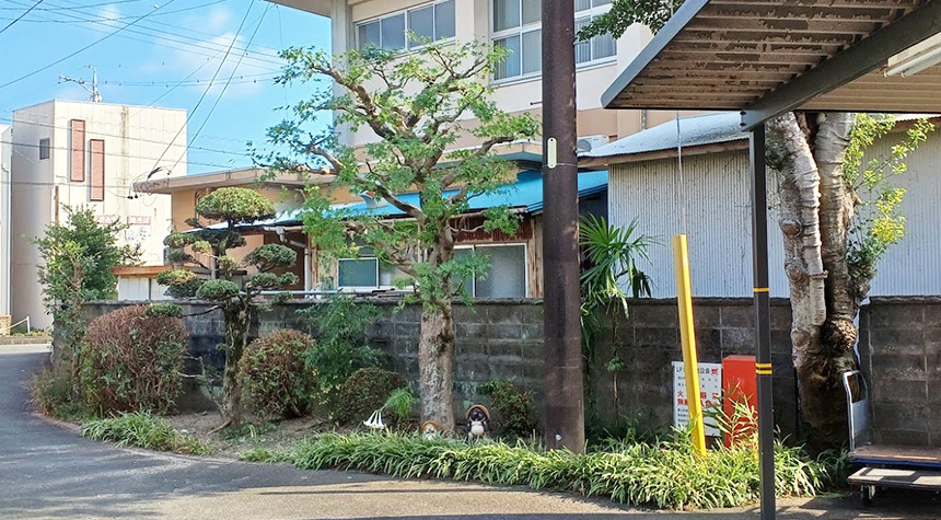 浜松市中央区個人宅の庭木の剪定・刈り込み作業