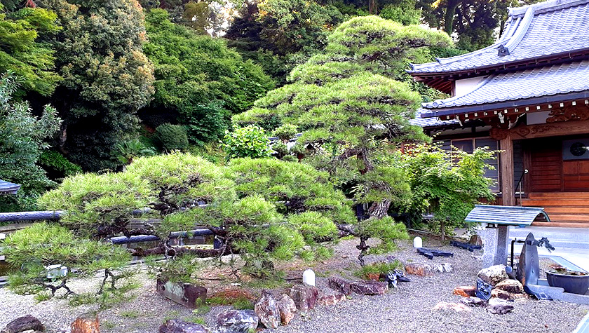 浜松市中央区お寺の松の芽摘み作業