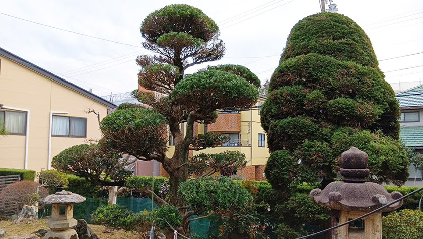 浜松市中央区個人宅の刈り込み・除草作業
