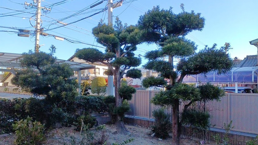 剪定前