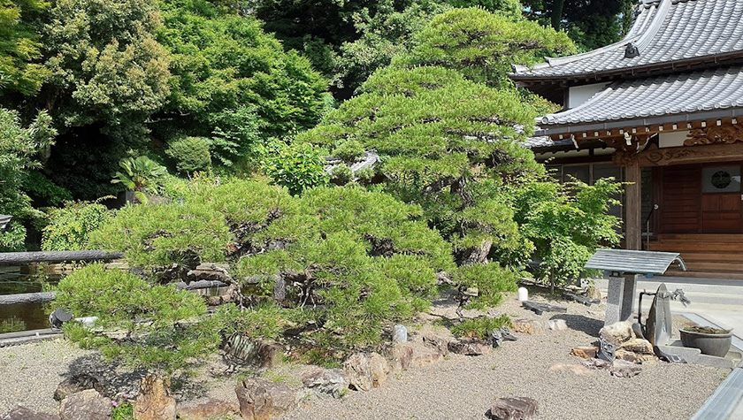 剪定前