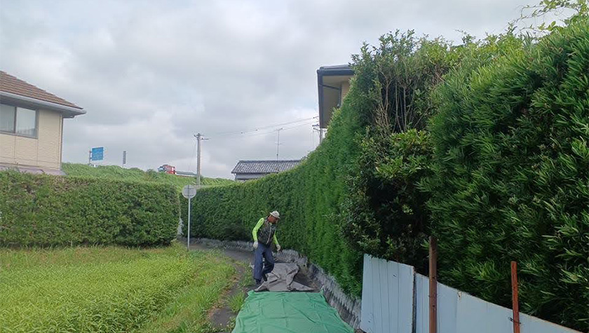 before70.jpg 剪定前