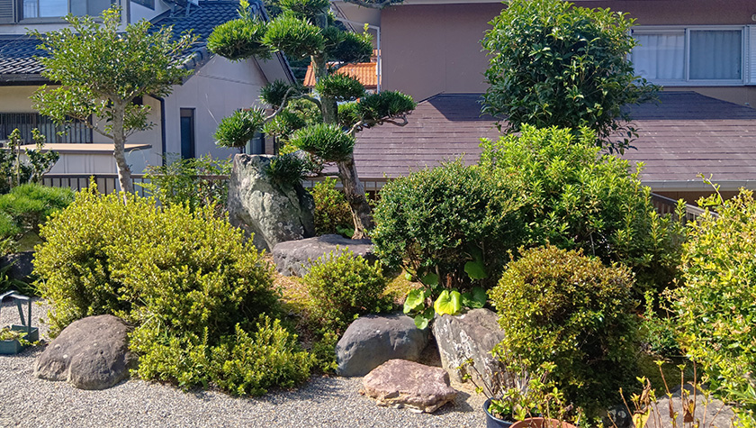 before76.jpg 剪定前