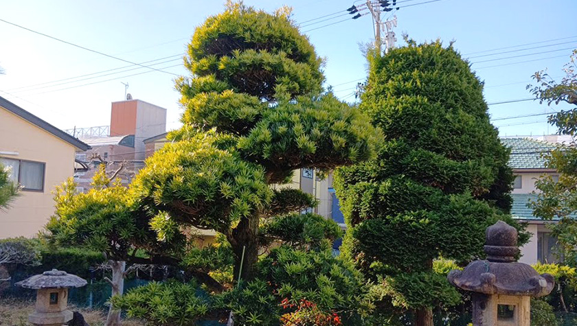 剪定前